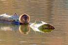 USA, Colorado, Fort Collins. Muskrat on log in water. Art Print